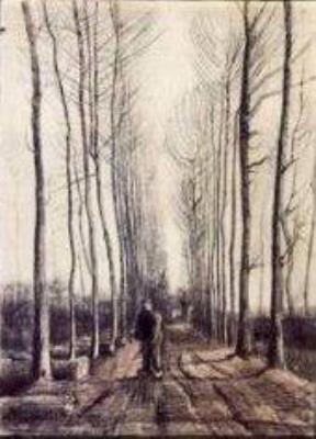 Lane With Poplar Trees